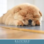 Pet-friendly flooring from Raintree
